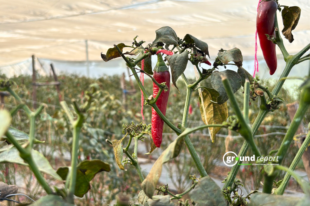 red chilli crop in MP