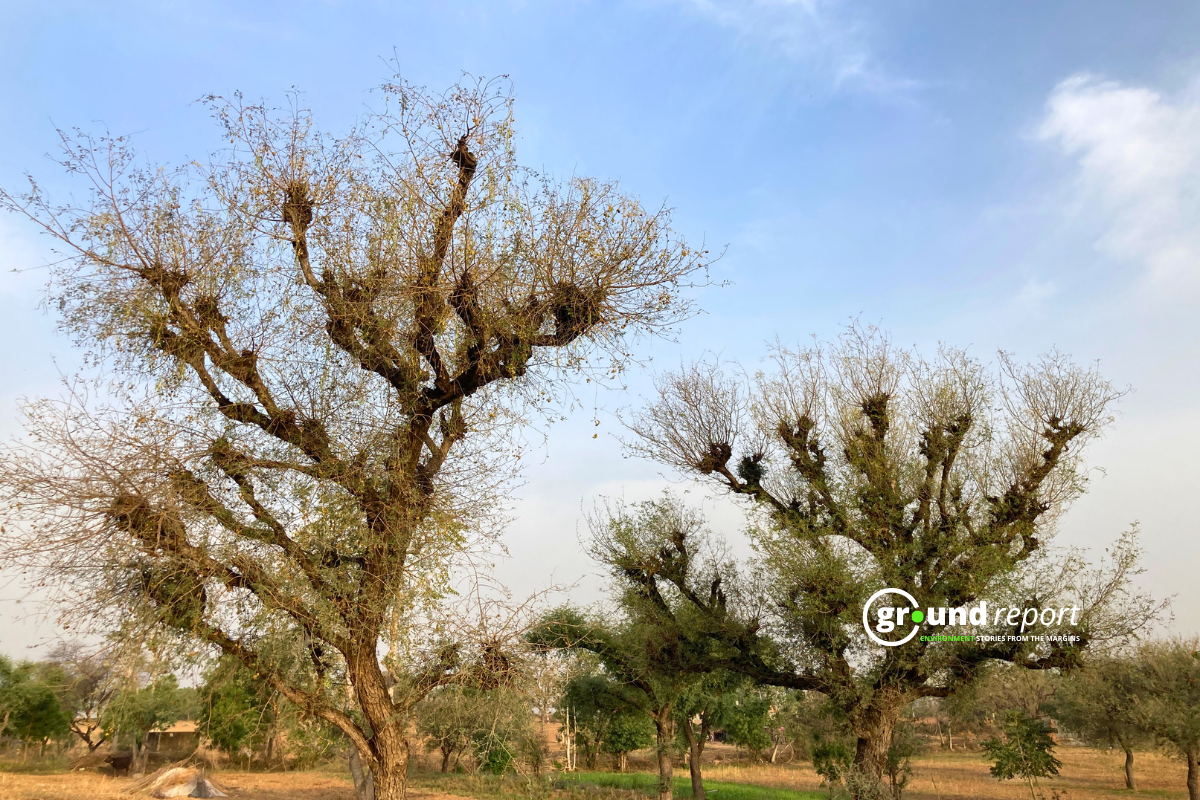 Khejdi Tree Rajasthan Story 3