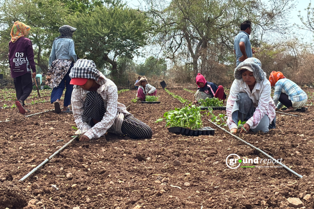 Chilli farming in MP