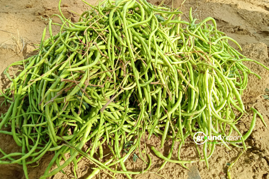 Khejdi Tree Rajasthan Story 4