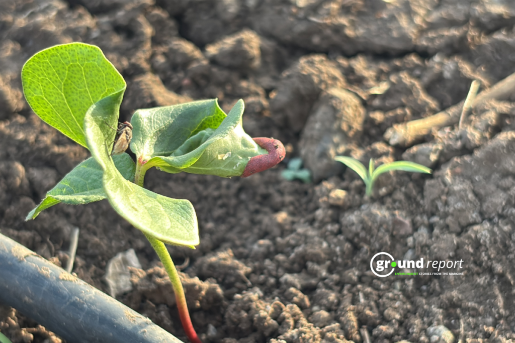 HTBT Cotton Seed in Khargone