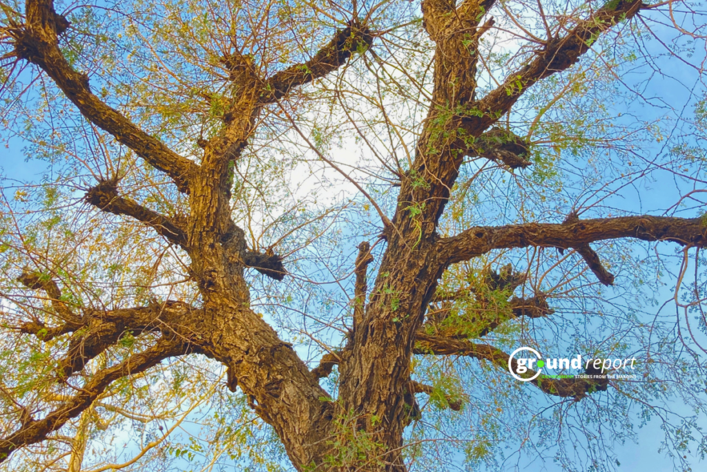 Khejdi Tree Rajasthan Story 5