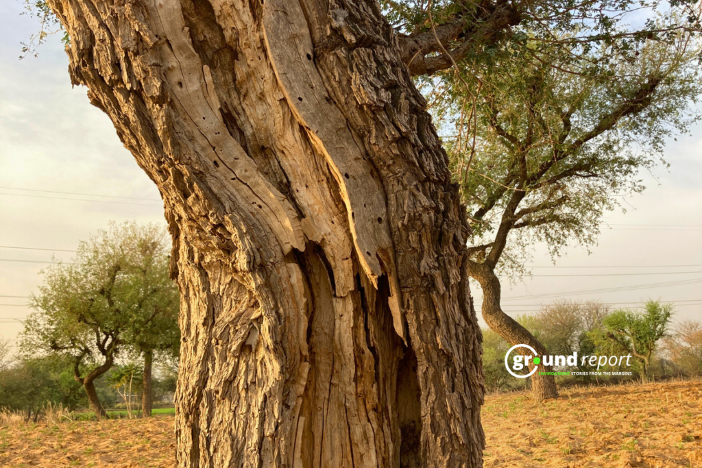 Khejdi Tree Rajasthan Story wood