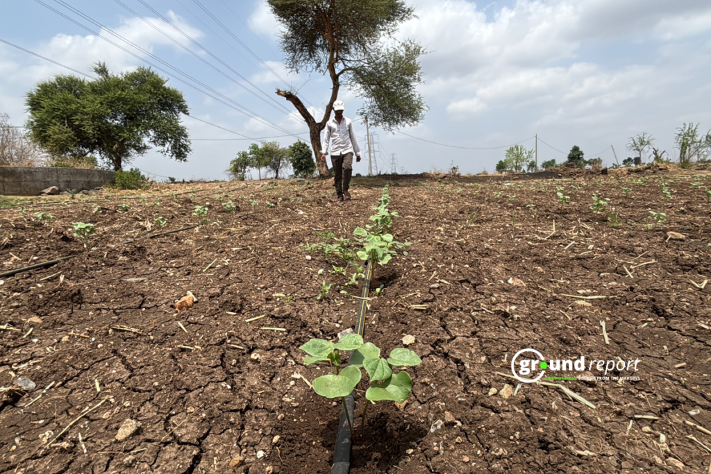 Cotton sowing in Khargone