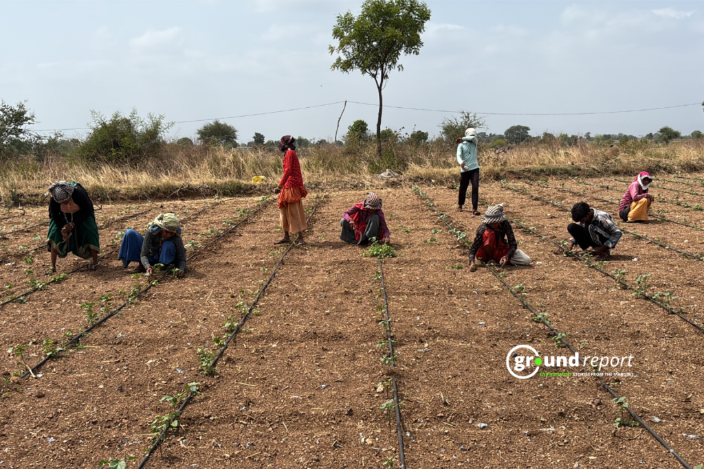 cotton sowing HTBT Khargone