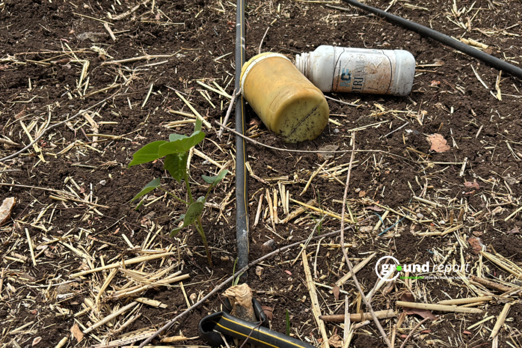 pesticide in cotton khargone HTBT Story