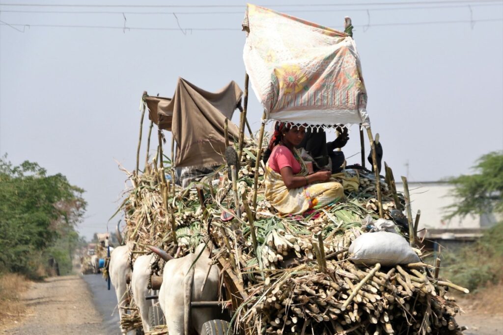 Migratory sugarcane cutter communities struggling for livelihood—carrying sugarcane to the factory, Koregaon, Satara, Maharashtra, December 2018 | Image by Varsha Deshpande via Wikimedia Commons (CC BY-SA 4.0).