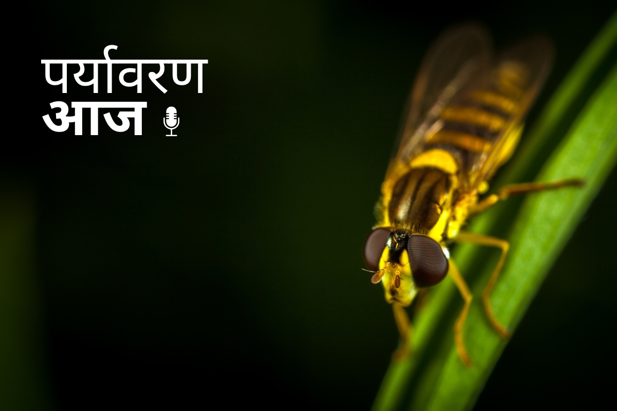 First firefly national survey