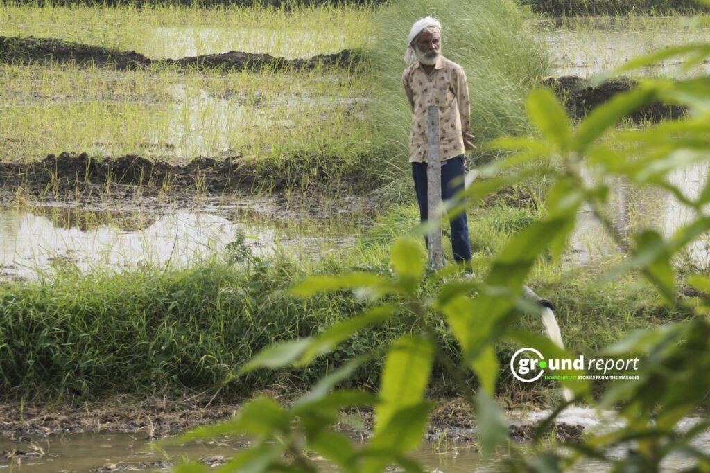 A farmer looking at his crop in a paddy field, Mugaliya Chhap village.