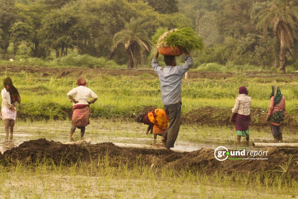 Transplanting underway in a paddy field, a laborer carrying seedlings to the field, Mugaliya Chhap village.