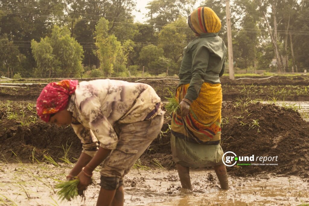Two female agricultural laborers transplanting paddy, Mugaliya Chhap village.
