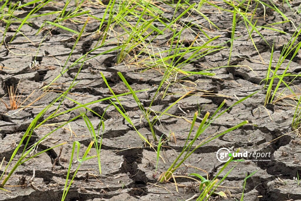 Cracks in paddy fields due to lack of rain, Khajuri Sadak village, Photo by Rajeev Tyagi
