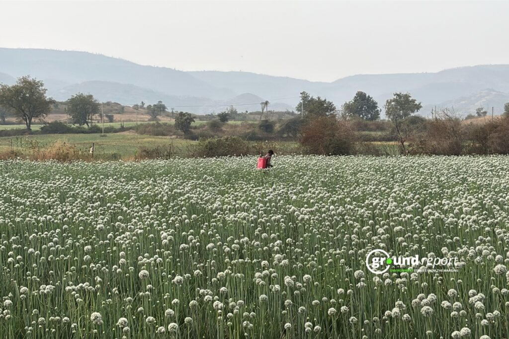 A farmer sprays pesticides on an onion crop in rural India. Every pesticide used on fields like this one had to pass toxicity tests on animals before it was approved for sale.