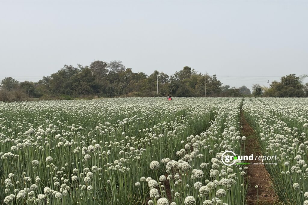 Rows of flowering onions stretch across a farm field in India. The chemicals approved to protect crops like these were tested on rats, rabbits and dogs before reaching Indian farms.
