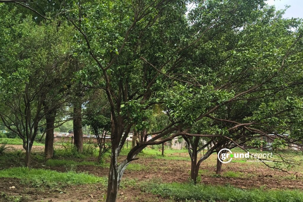 संतरे का बगीचा, फोटो अब्दुल वसीम अंसारी, राजगढ़
