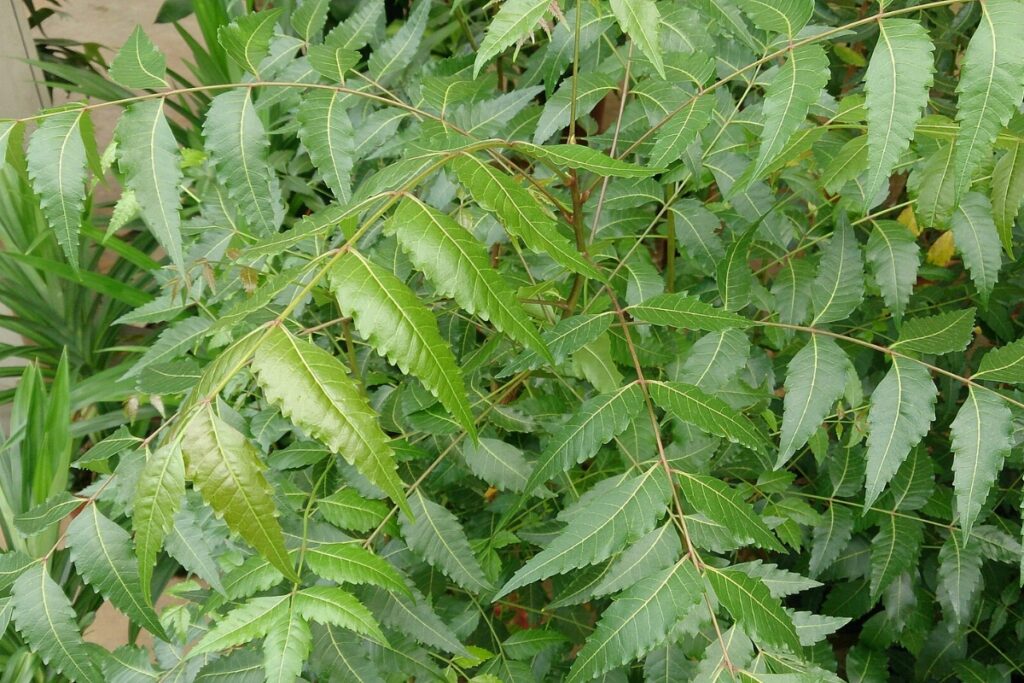 Neem Tree (Azadirachta indica