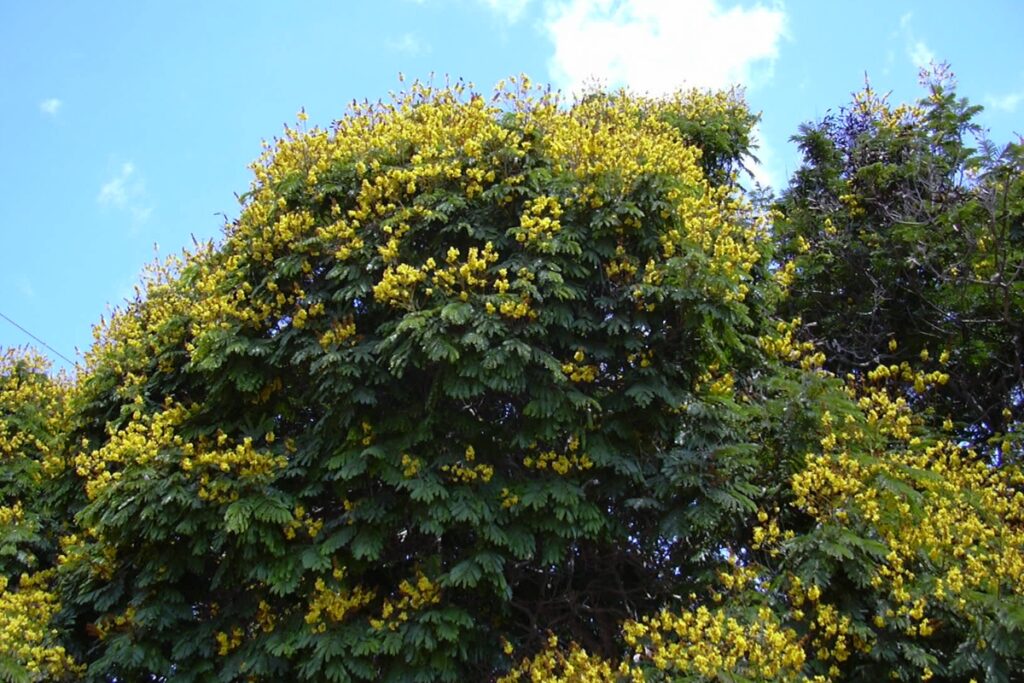 Peltophorum pterocarpum in Bloom, Photographed in Kihei, Maui | Image by Forest & Kim Starr Wikimedia Commons (CC BY 3.0).