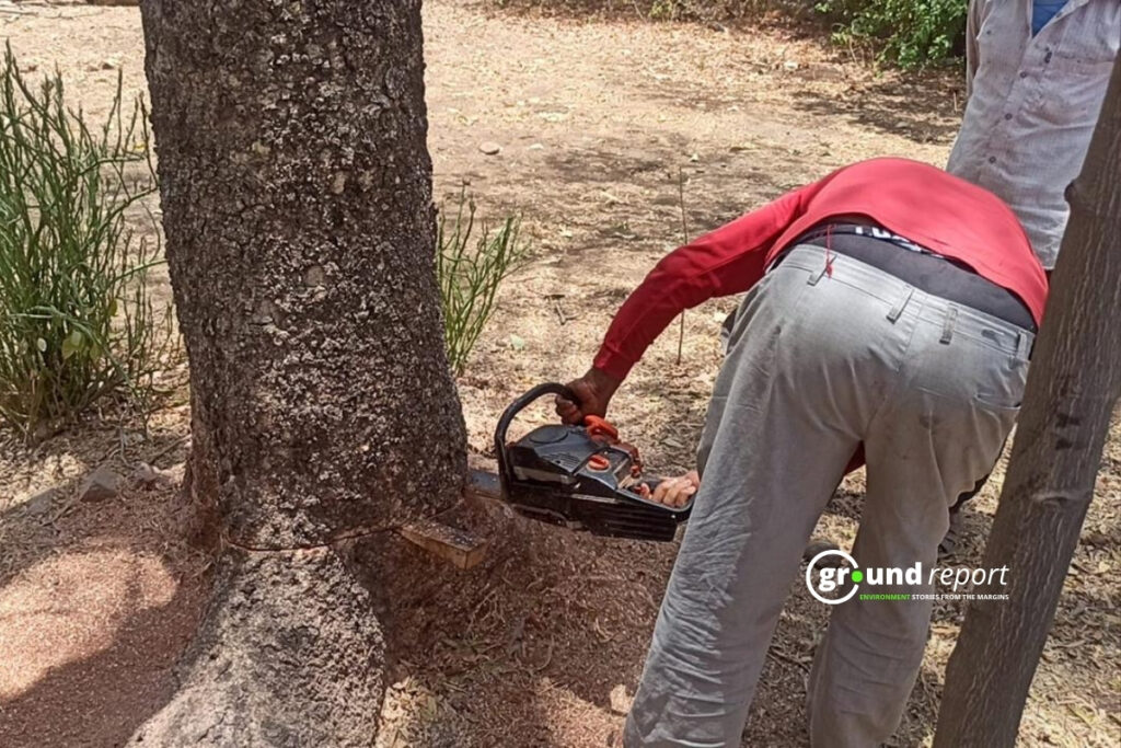A worker cuts down a tree trunk with a chainsaw. Photo: Ground Report