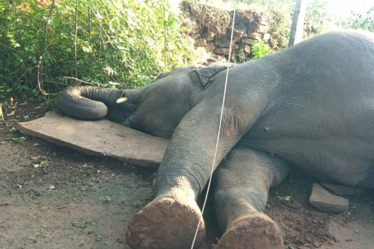 mauganj elephant