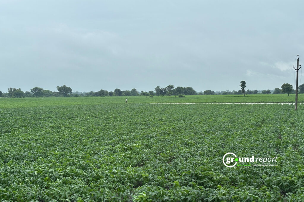 Soybean ujjain farm