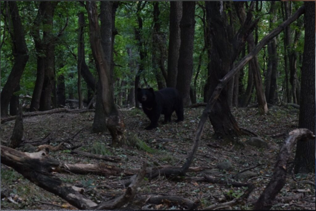 An Asiatic Black Bear Moves Through a Forest | Photo by Kashif Farooq Bhat