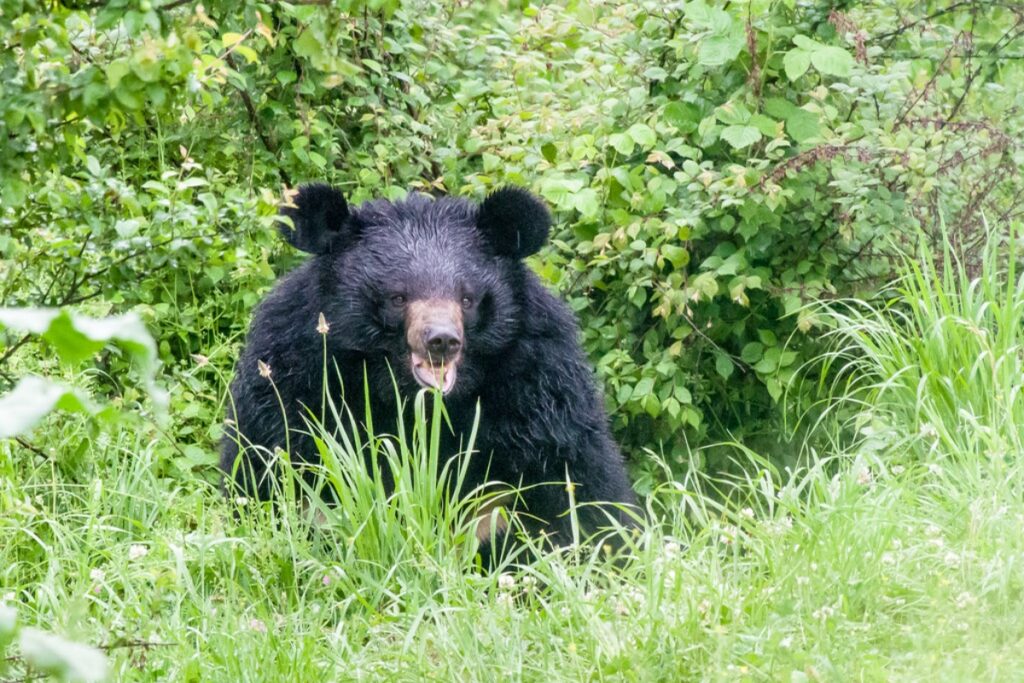 Asian Black Bear