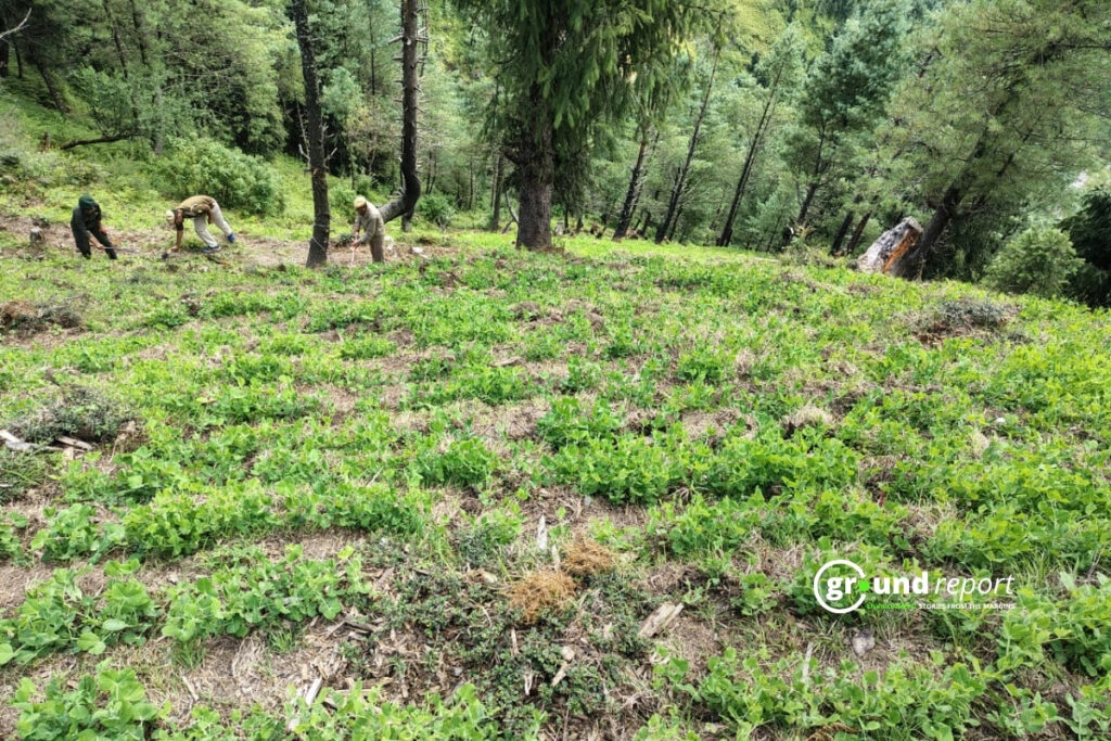 Pea Cultivation on Forest Land