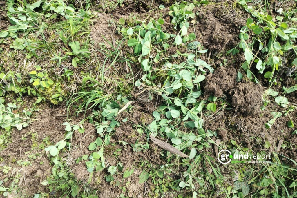 Pea Plants Growing