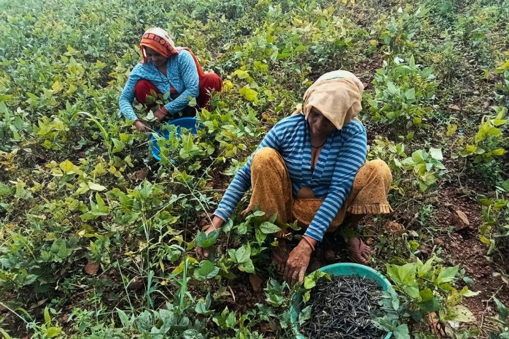 संतरा बाई, सास के मिल कर खरपतवार हटा रही है। फोटो सनव्वर शफी