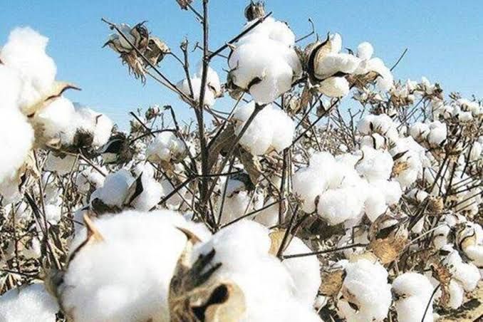 Pakistan approves import of cotton, sugar from India after 19 months