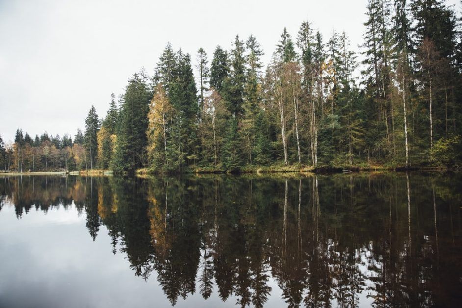 Loss of environment cannot be calculated with compensation amount