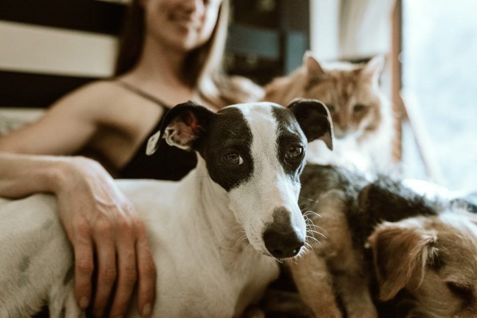 Humans made pets sick with Covid: research