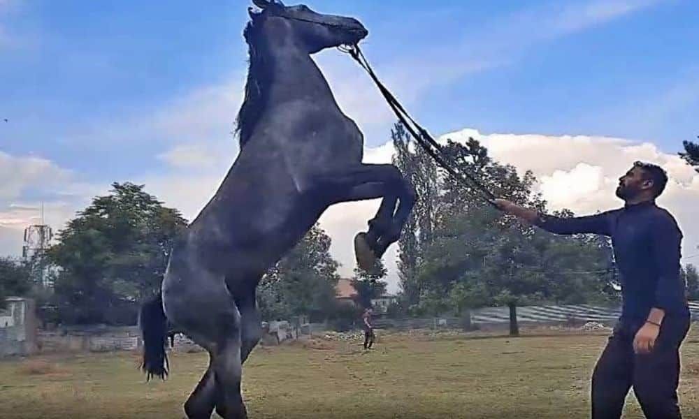 First Horse riding school in Kashmir Valley