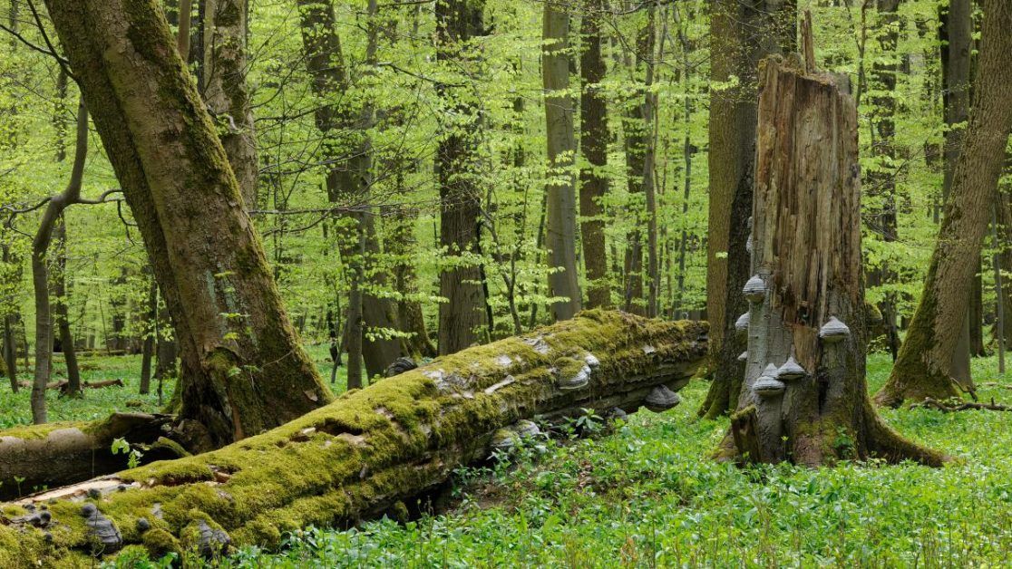 11 gigatonnes of carbon released from rotten trees every year