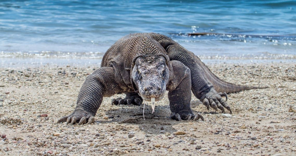 28% of species are in danger of extinction