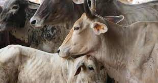 Cow should be declared as national animal: Allahabad high court