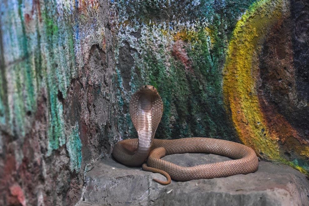 Man uses cobra to stage his death in elaborate life insurance scam