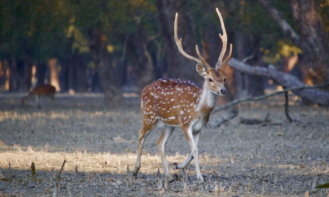 Kashmir’s state animal Hangul  population increased