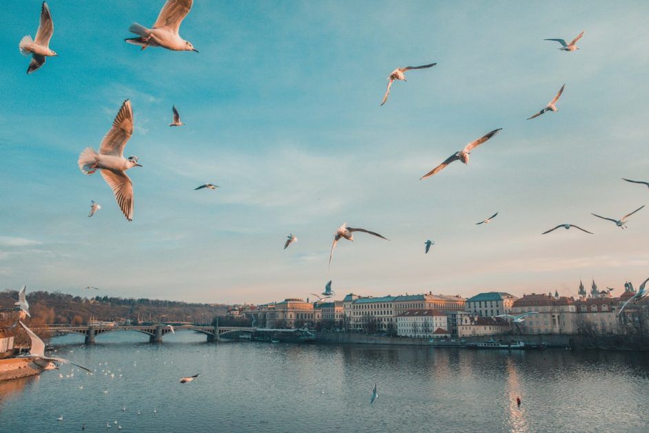 In Albania, climate change is clipping the wings of migratory birds