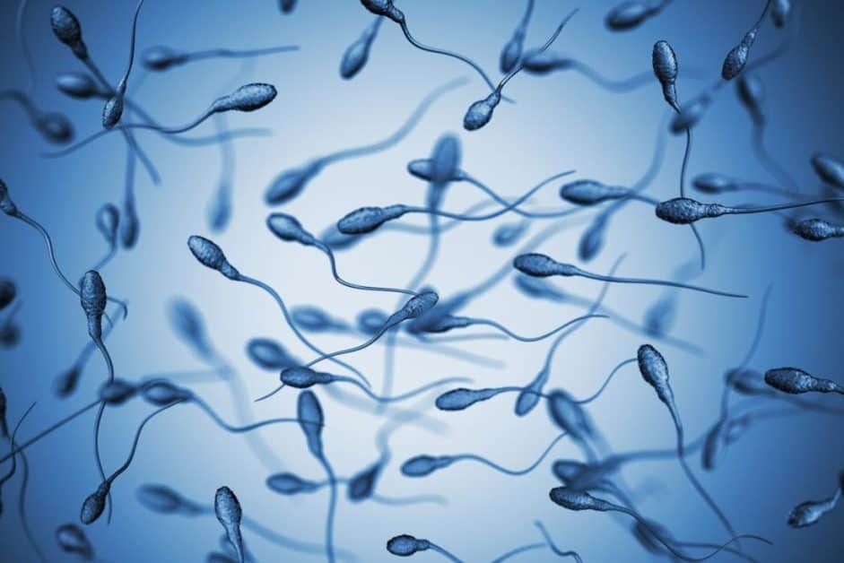 Do the sperms of Young boys stay alive even after death?