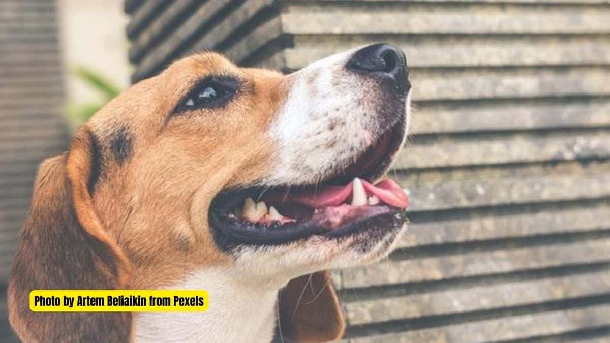 5 Proven Ways to Make Your Dogs Healthier