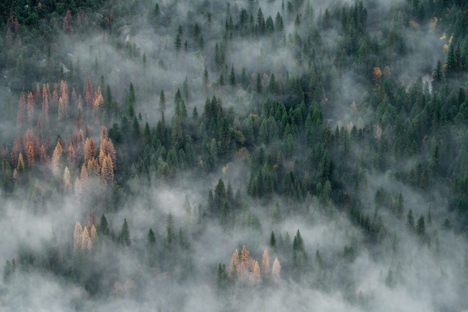 Number of forest fires will increase by 50% by 2100: Experts Warn