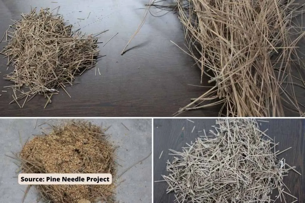 how pine needle looks