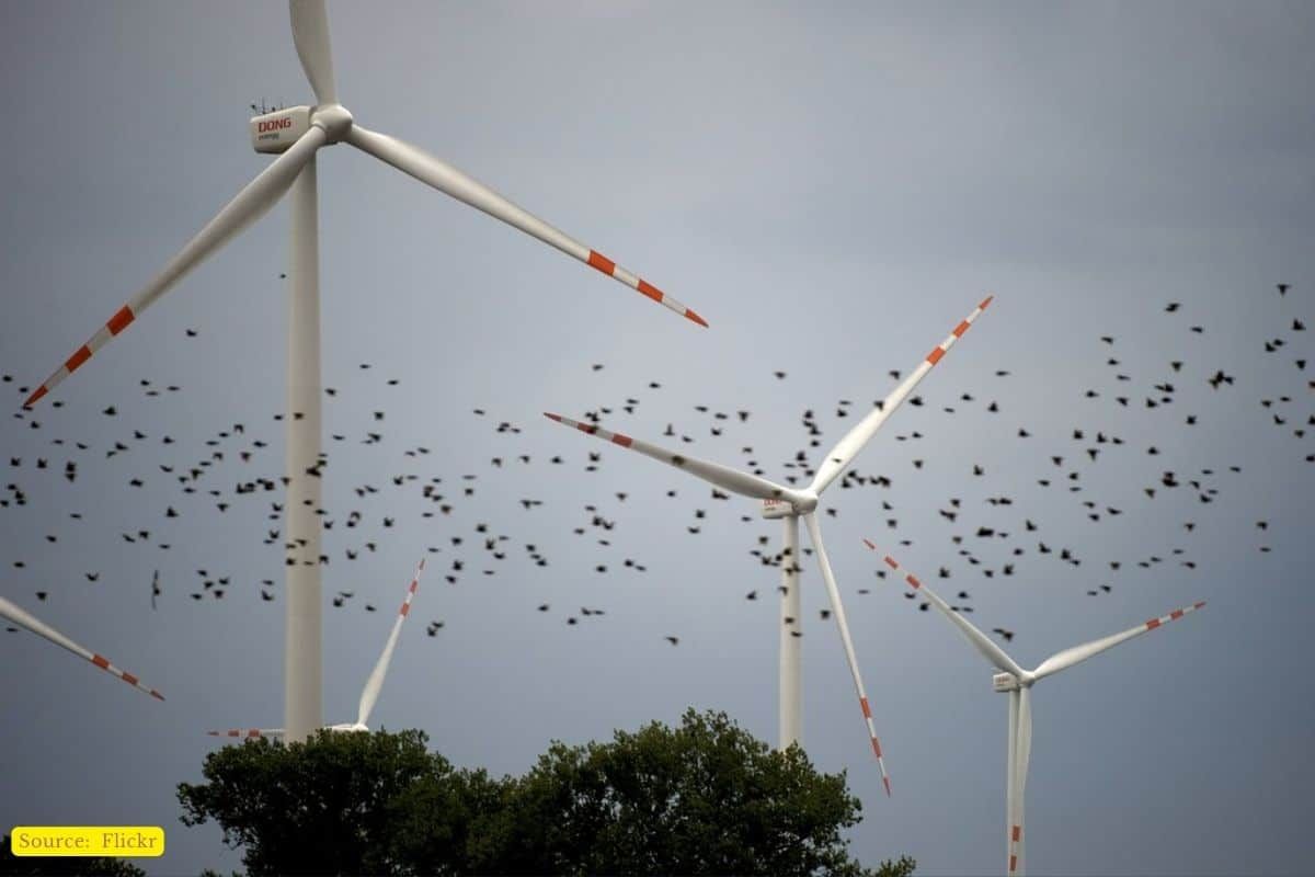 Windmills, power generation, bird fatality, and ways to mitigate issue