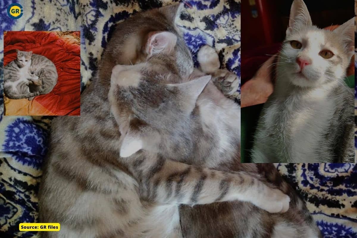 Cat tragedy and Tale Of Justice