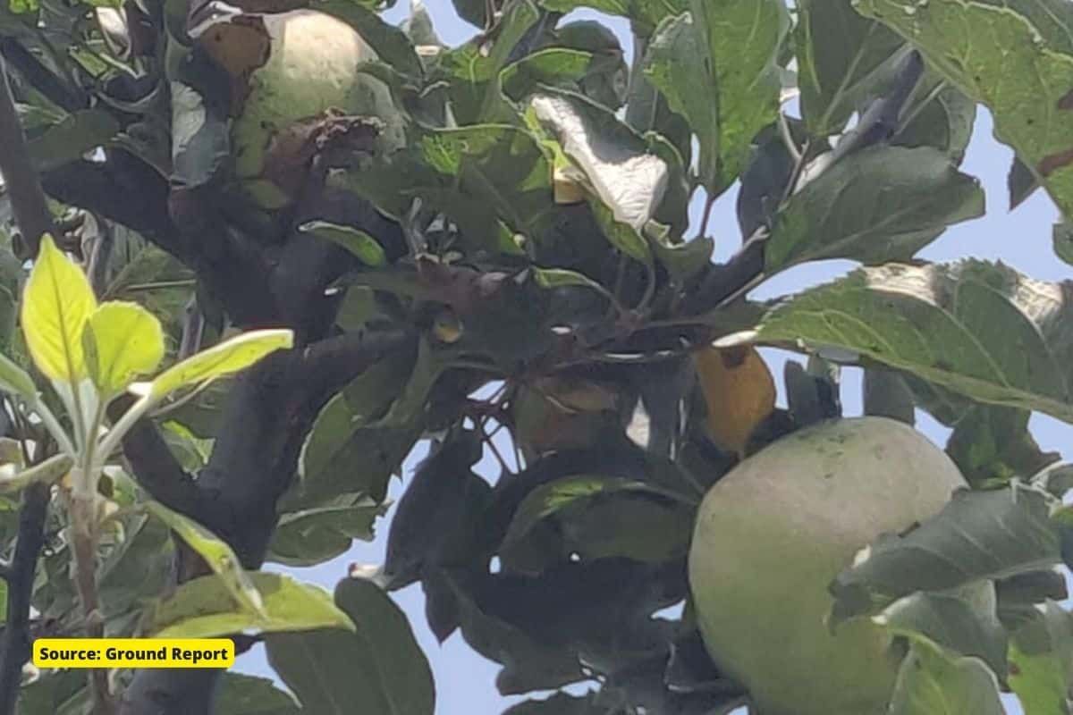 Apple Scab Outbreak: Apple Growers Under Stress in Kashmir