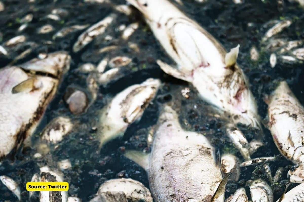 Oder river: Mystery surrounds thousands of fish deaths