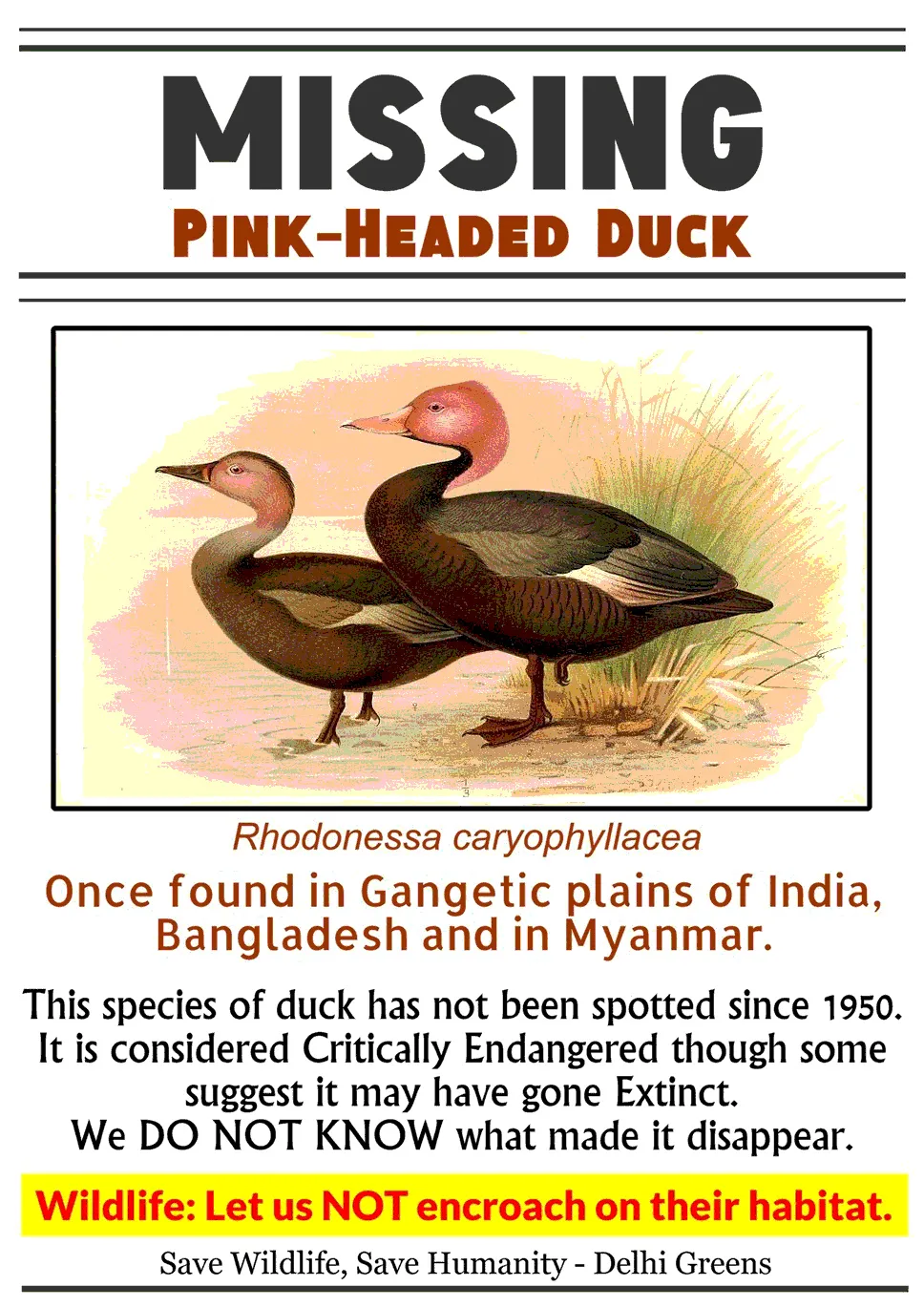 Pink-headed duck
