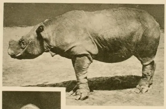 Northern Sumatran rhinoceros