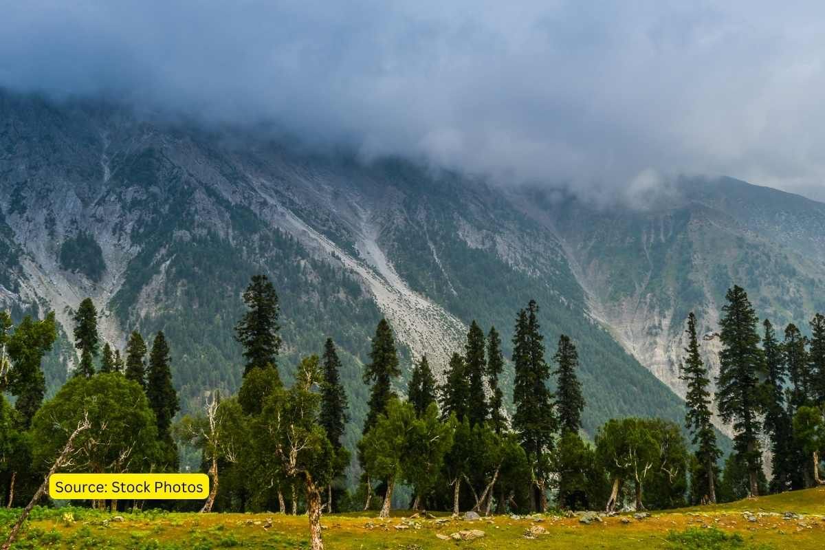 #Explained: Advancing treeline in Himalayas and its consequences